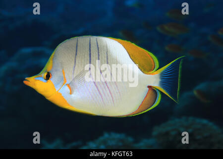 Yellowhead Falterfische (chaetodon xanthocephalus) im tropischen Korallenriff der Malediven Stockfoto