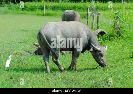 Büffel fressen Gras entlang der thai Landschaft. Stockfoto