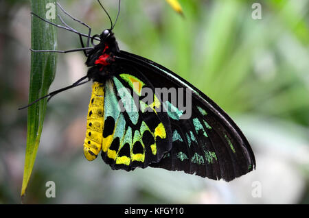 Ein Cairns Birdwing butterfly (Ornithoptera euphorion). Australiens größter endemischen Schmetterlingsarten. Stockfoto