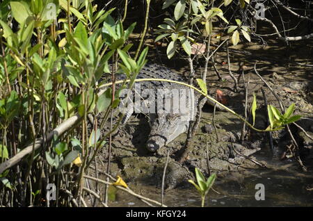 Eine wilde Salzwasser Krokodil (Crocodylus porosus) Aalen am Ufer des Daintree River im Norden von Queensland, Australien Stockfoto