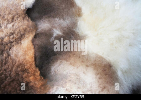 Nahaufnahme eines Schafs Fleece - John Gollop Stockfoto