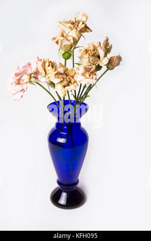 Tote Rosen in blauer Vase auf dem weißen Hintergrund Stockfoto