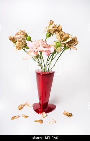 Tote Rosen in die rote Vase auf dem weißen Hintergrund Stockfoto