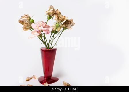 Trocken rote Rosen in der Vase auf dem weißen Hintergrund Stockfoto