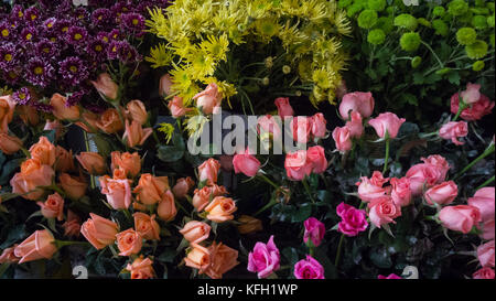 Schuß von bunten Blumen Stockfoto