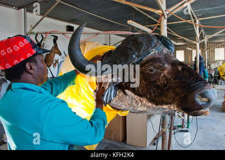 Taxidermy arbeiten an einem Büffelkopf bei Trophasendienst Taxidermy, Namibia Stockfoto