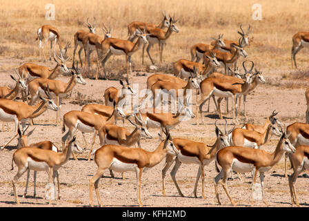 Springbock Herde warten auf einen Drink an Salvadora Wasserloch, weil einige Löwen in der Nähe sind, Etosha National Park, Namibia Stockfoto