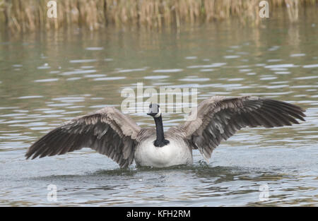 Eine Kanadagans (Branta canadensis) breitet seine Flügel in der Anzeige. Widdicombe Ley, Beesands, Devon, Großbritannien Stockfoto