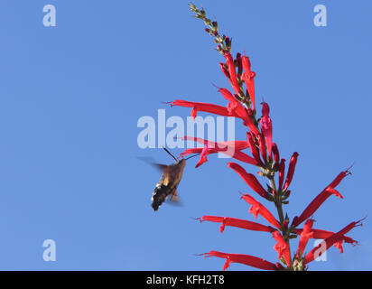 Ein Kolibri tabakschwärmer (Macroglossum stellatarum) schwebt beim Füttern auf Nektar von einer roten Tubular salvia Blume. Dartmouth Devon, Großbritannien. Stockfoto