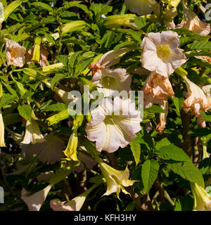 Große Pure White Trompete Blumen des Stechapfels eine Gattung von neun Arten von giftigen Abendlicher blühende Pflanzen in der Familie der Solanaceae, Angel's trumpet. Stockfoto