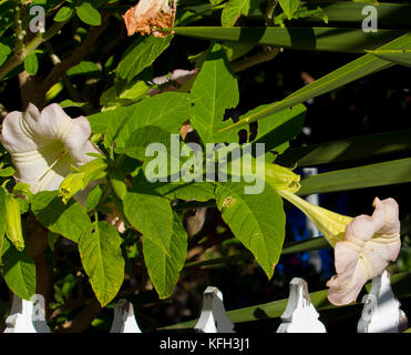 Große Pure White Trompete Blumen des Stechapfels eine Gattung von neun Arten von giftigen Abendlicher blühende Pflanzen in der Familie der Solanaceae, Angel's trumpet. Stockfoto