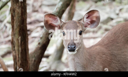 Nahaufnahme Kopf der Hirsche in offener Zoo, Thailand, morgen Sonne. Stockfoto