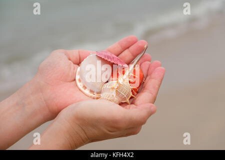 Viele Muscheln auf der Frau Hände durch das Meer. Stockfoto