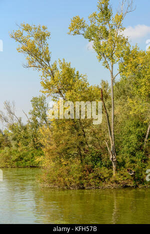 Große grüne Bäume am Ufer des Flusses Mincio, in hellen Herbstsonne Licht in der Nähe von Mantua, Lombardei, Italien Stockfoto