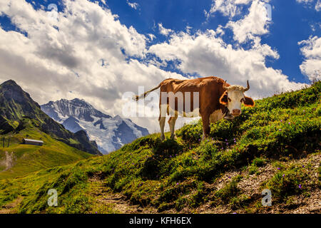 Kuh auf Mt männlichen in den Schweizer Alpen in der Nähe von Lauterbrunnen. Die berühmten mt Jungfrau im Hintergrund. Stockfoto