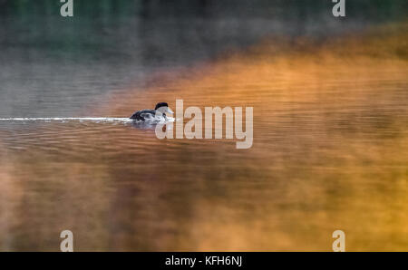 Männliche Reiherente schwimmen in einem Nebel See. Stockfoto