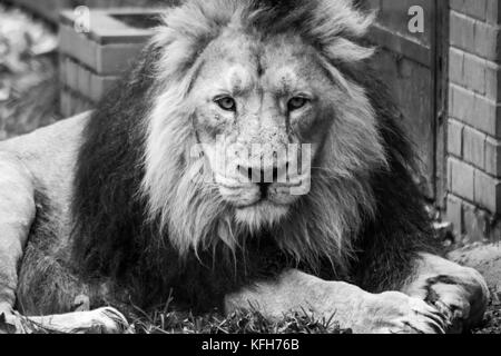 Lion Portrait auf schwarzen Hintergrund. big nach Löwe mit Mähne Stockfoto