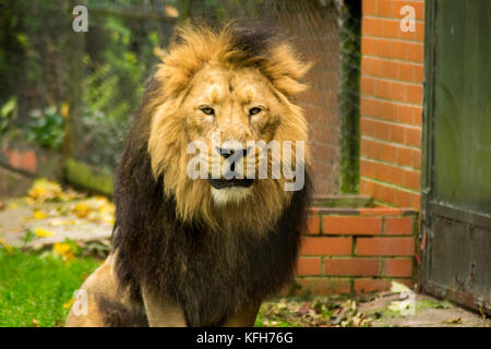 Lion Portrait auf schwarzen Hintergrund. big nach Löwe mit Mähne Stockfoto