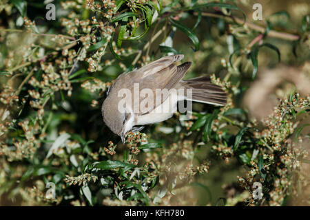 Timirjazevsky Park, Moskau Russland. Lesser Whitethroat, Sylvia curruca Stockfoto