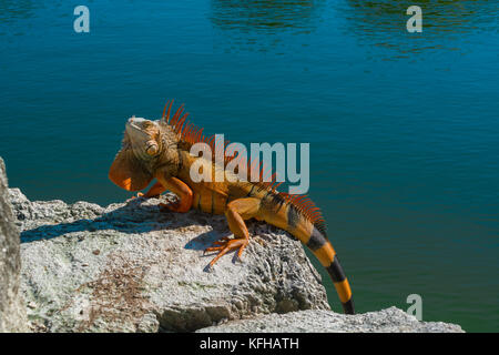 Super Red Iguana Foto in Key West, Florida, Stockfoto