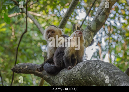 Die Mutter der Affen mit weißem Gesicht oder der Kapuzineraffen und ihr Kind im Wald der Insel Roatan Stockfoto