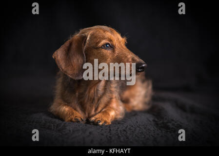 Draht Haar Dachshund Porträt Stockfoto