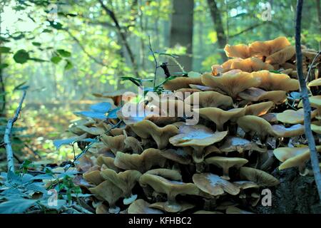 Armillaria Mellea Pilze in einem natürlichen Wald Umwelt. schönen Honig Pilze auf einem natürlichen Wald Hintergrund. Stockfoto