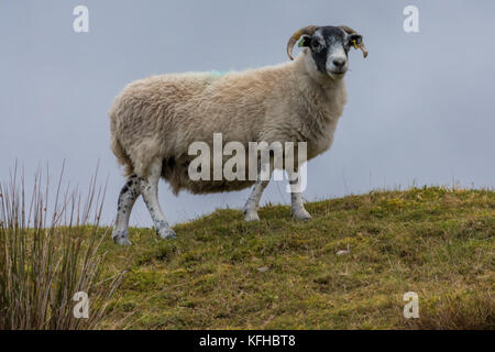 Schwarzen Gesicht Ewe, Tomatin, Shire INVERNESS, Schottland, Vereinigtes Königreich Stockfoto