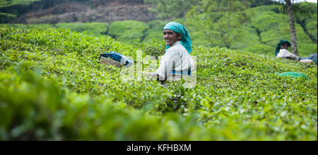 Frauen Ernte Tee Blätter Stockfoto