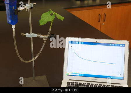 Transpiration Pflanze Experiment mit Computer Schnittstelle Sensor mit Grafik der Ergebnisse zeigt Wasserverlust (Pflanze Transpiration) über Druckabfall Stockfoto