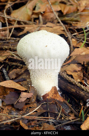 Gemeinsame puffball - lycoperdon perlatum in Mischwälder Blattsänfte Stockfoto