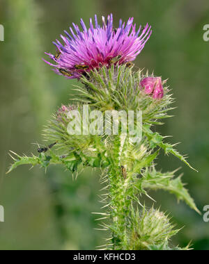 Plagiognathus arbustorum Anlage Bugs - auf rahmengenähten Thistle - carduus crispus Stockfoto