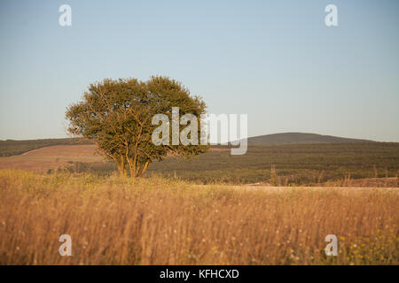 Ein Baum steht im Bereich Landschaft Stockfoto