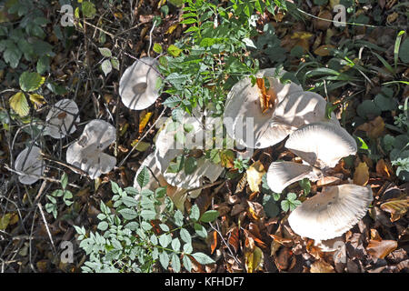 Getrübt agaric Pilze in Kanzel Holz, Cadsden, mit Farben des Herbstes, Herbst, rustikalen Blätter Stockfoto