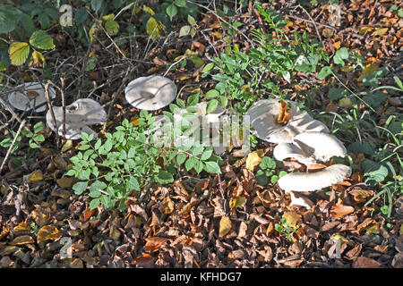 Getrübt agaric Pilze in Kanzel Holz, Cadsden, mit Farben des Herbstes, Herbst, rustikalen Blätter Stockfoto