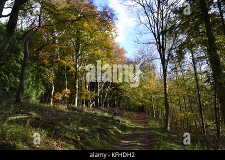 Fußweg durch Kanzel Holz, Cadsden, mit Farben des Herbstes, Herbst, rustikalen Blätter Stockfoto