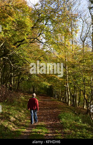 Mann folgt dem Fußweg durch Pulpit Wood, Cadsden, in der Nähe von Princes Risborough, Buckinghamshire, Großbritannien. Herbstfarben, Herbst, rustikale Blätter Stockfoto