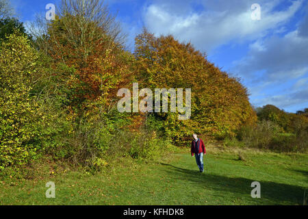 Mann zu Fuß durch das Naturschutzgebiet an der Kanzel Holz, Cadsden, mit Farben des Herbstes, Herbst, rustikalen Blätter Stockfoto