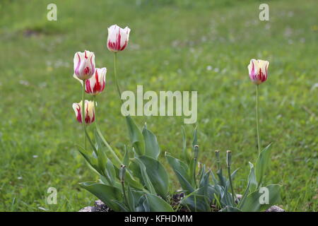 Tulpen - schöner Frühling Blumen in verschiedenen Farben Stockfoto