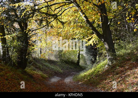 Fußweg durch Kanzel Holz, Cadsden, mit Farben des Herbstes, Herbst, rustikalen Blätter Stockfoto