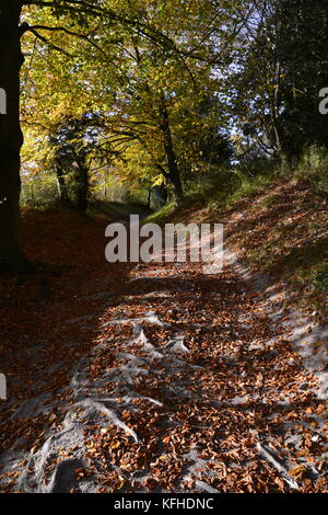 Fußweg durch Kanzel Holz, Cadsden, mit Farben des Herbstes, Herbst, rustikalen Blätter Stockfoto