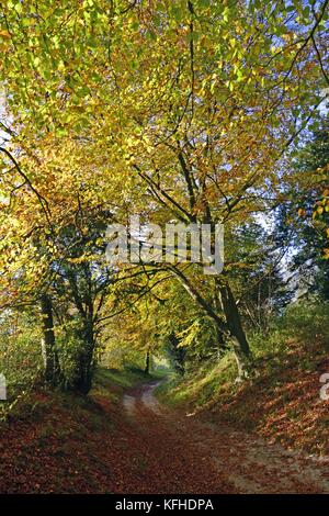 Fußweg durch Kanzel Holz, Cadsden, mit Farben des Herbstes, Herbst, rustikalen Blätter Stockfoto