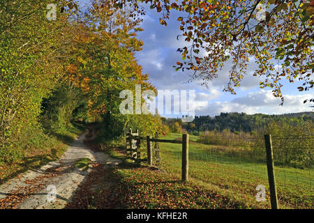 Fußweg durch Kanzel Holz, Cadsden, mit Farben des Herbstes, Herbst, rustikalen Blätter Stockfoto