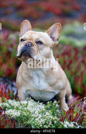 Tan Französisch Bulldog Männliche Porträt. Stockfoto