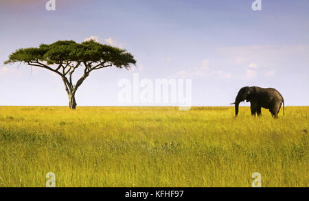 Einzelne afrikanische Elefanten und isolierte Akazienbaumlandschaft im Serengeti-Nationalpark, einem UNESCO-Weltkulturerbe in Tansania, Afrika Stockfoto