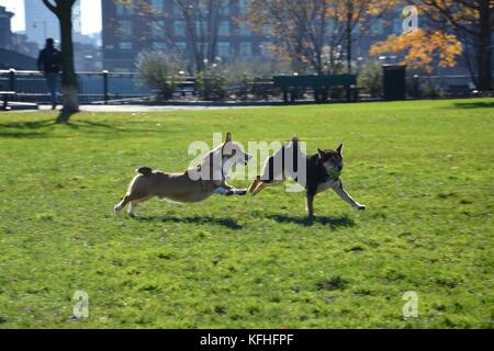 Ein roter Sable pembroke Welsh Corgi in Boston, Massachusetts, USA im Herbst Stockfoto