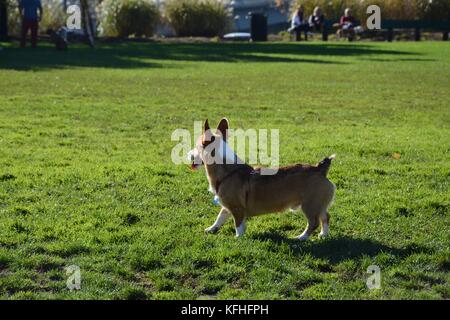 Ein roter Sable pembroke Welsh Corgi in Boston, Massachusetts, USA im Herbst Stockfoto