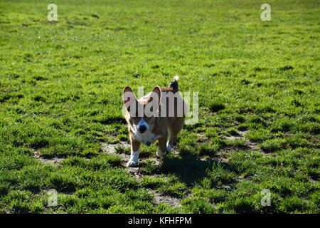 Ein roter Sable pembroke Welsh Corgi in Boston, Massachusetts, USA im Herbst Stockfoto