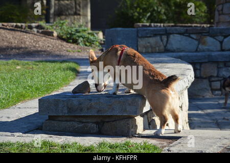 Ein roter Sable pembroke Welsh Corgi in Boston, Massachusetts, USA im Herbst Stockfoto