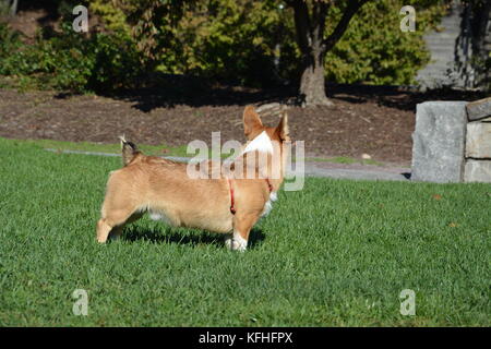 Ein roter Sable pembroke Welsh Corgi in Boston, Massachusetts, USA im Herbst Stockfoto